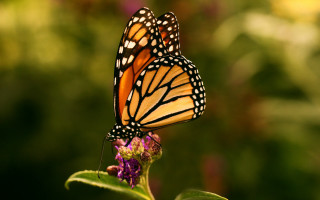 Butterflies flower sun macro blurry - a blurry background of trees and bushes free wallpaper for desktop