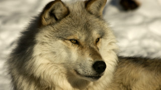 Wolf snow portrait sharp focus - a wolf free wallpaper