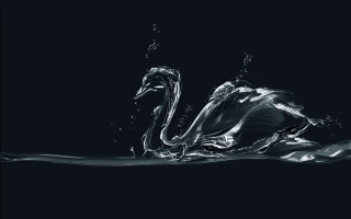 Swan water black background white - a swan free wallpaper