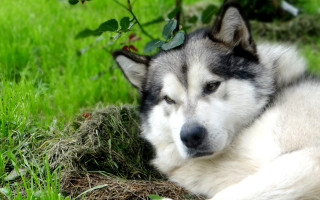 Husky grass bush nature focus - free animals wallpaper