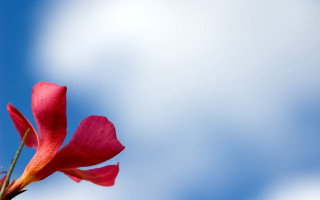 Red flower blue sky macro 3 - single free wallpaper for desktop