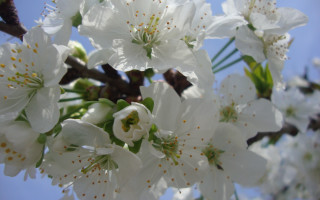 White flowers tree blue sky - a close up of a tree free wallpaper