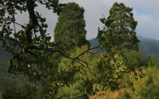 Tree leaves mountains clouds nature - a few leaf free wallpaper for desktop