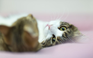 Cat pink blanket blue eyes 2 - its eye wide open free wallpaper