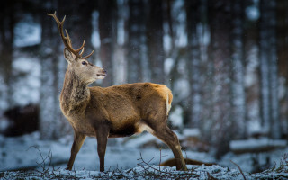 Deer snowy forest winter night - in a forest free wallpaper