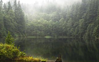 Lake forest fog trees matte - the middle of a forest free wallpaper for desktop