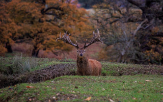 Deer field trees grass leaves 2 - a deer free wallpaper