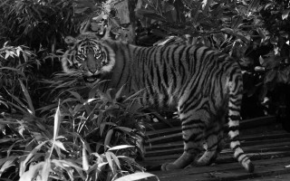 Tiger forest bushes monochrome sharp - a tiger free wallpaper for desktop