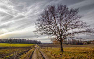 Tree field dirt road cloudy - landscape free wallpaper for desktop