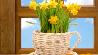 Basket daffodils table window cloudy - david ramsay hay free wallpaper
