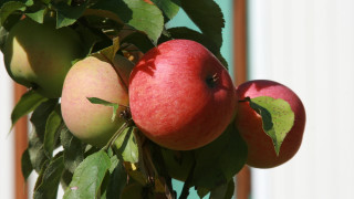 Tree apples leaves whitebuilding fall - fall vibrancy free wallpaper