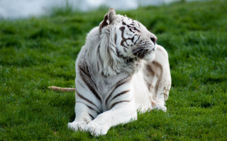 White tiger sitting green field - a lush green field of grass free wallpaper