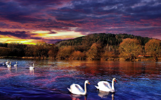 Swans lake sunset mountains colorful - a colorful sky free wallpaper