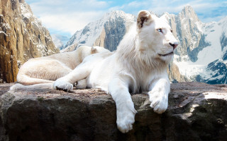White lion rock mountain beach - a white lion free wallpaper