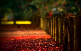 Wooden posts red leaves bench - a bench in the background free wallpaper