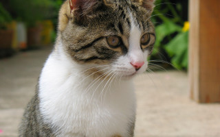 Cat sitting ground looking distant - a wooden structure free wallpaper