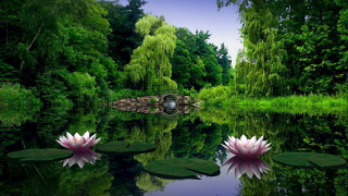 Pond water lilies bridge nature - a pond free wallpaper