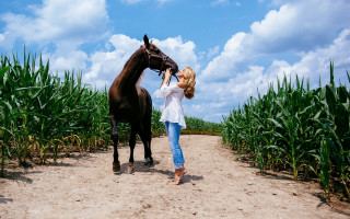 Woman petting horse cornfield outdoors - animal free wallpaper for desktop