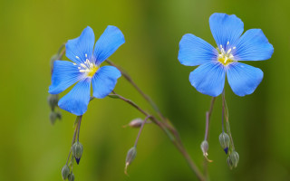 Blue flower butterfly macro closeup - single free wallpaper