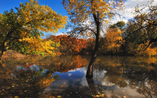 Lake trees autumn leaves sky - blue sky free wallpaper