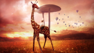 Giraffe mushroom field hotairballoons surreal - a giraffe free wallpaper
