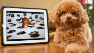 Dog puppy picture pawprints table - paw free wallpaper
