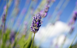 Purple flower blue sky macro 3 - flavia bloi free wallpaper for desktop