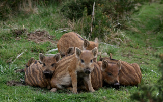 Wild boars field puppy bush - wild free wallpaper for desktop