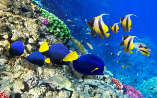 Fish ocean corals marine life - coral free wallpaper