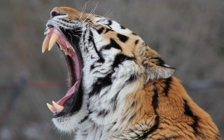 Tiger open mouth teeth wildlife 2 - tooth wide open free wallpaper