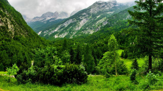 Lush green forest mountains cloudy 2 - alen divi free wallpaper