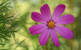 Purple flower green field macro - a purple flower free wallpaper for desktop