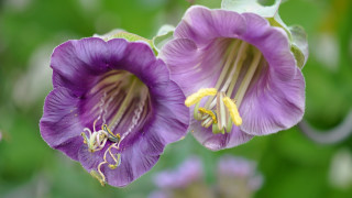 Purple flower bokeh depth of - two purple flower free wallpaper