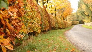 Autumn leaves forest fire embers - tree and bushes free wallpaper