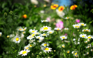 Daisy wildflowers sunlight blurry bokeh - a field of daisies free wallpaper