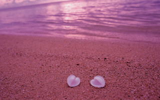 Two shells sand beach sunset - the ocean in the background free wallpaper