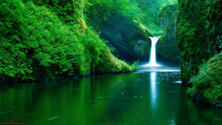 Waterfall green forest stream nature 13 - a stream free wallpaper
