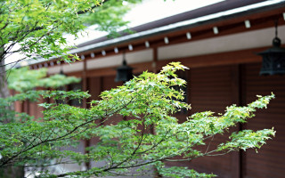 Tree green leaves building lights - front of a building free wallpaper