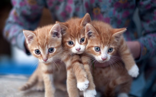 Kittens held pink shirt jeans - christopher williams free wallpaper