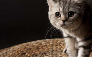 Cat woven chair serious eyes - chair free wallpaper