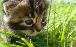 Kitten walking grass distant focus - a blurry background of grass free wallpaper for desktop