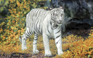 White tiger field flower autumn - a white tiger free wallpaper