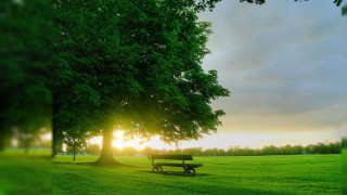 Sunset park bench tree grass - the sun setting behind free wallpaper
