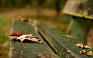 Bench leaves grass trees bokeh - the grass and trees free wallpaper