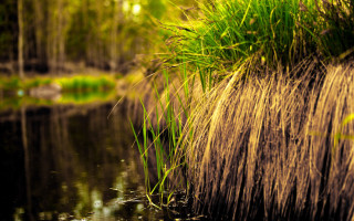 Grassy waterstream forest palm path - the background and a stream free wallpaper