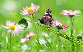 Butterfly grass water drops flowers - a butterfly free wallpaper