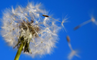 Dandelion blue sky seeds macro - a dandelion free wallpaper for desktop