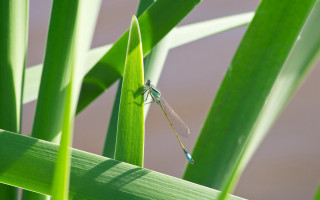 Dragonfly blade of grass sunlight - a dragonfly free wallpaper