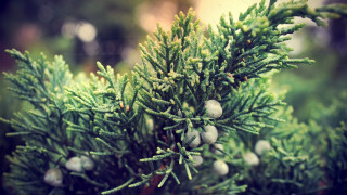 Pine cones needles closeup nature 2 - needle free wallpaper