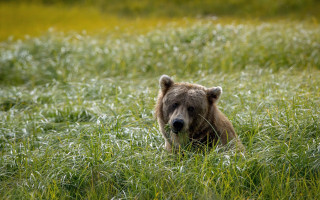 Brown bear grassy field ecological - a grassy field free wallpaper for desktop